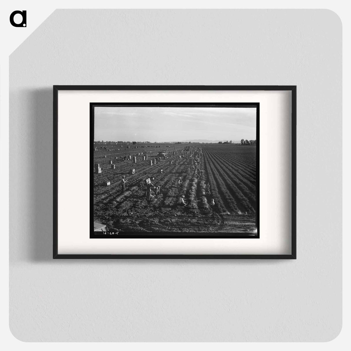 Near Meloland, Imperial Valley - Dorothea Lange Poster.