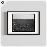 Near Meloland, Imperial Valley - Dorothea Lange Poster.