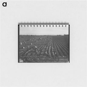 アートメモ帳-Near Meloland, Imperial Valley - ドロテア ラング Memo.