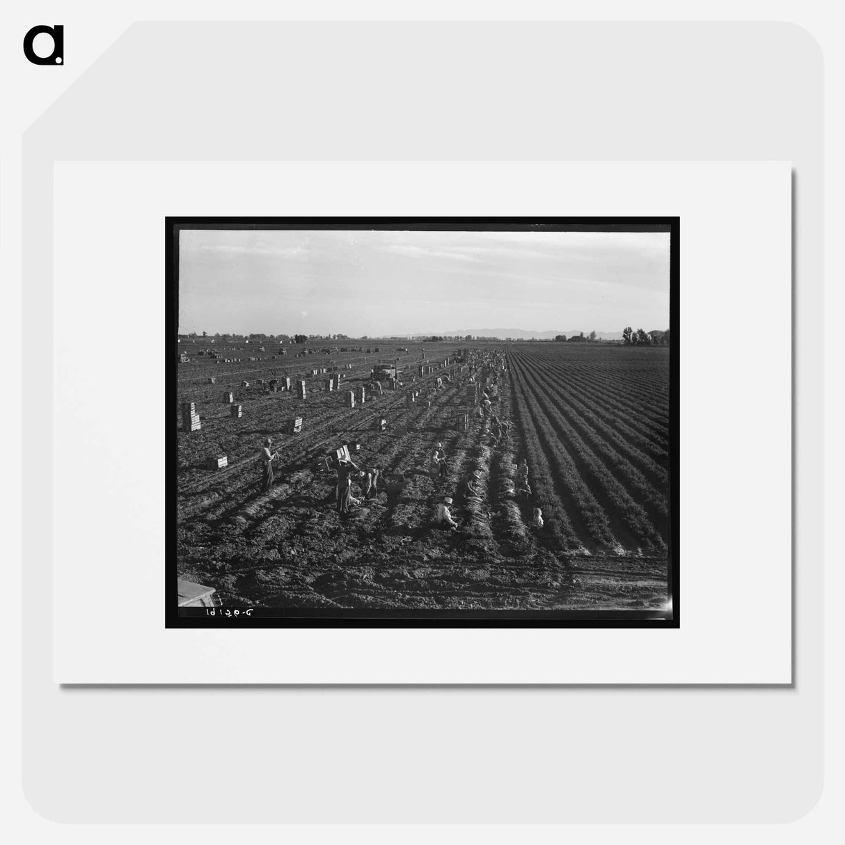 Near Meloland, Imperial Valley - Dorothea Lange Poster.