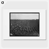 Near Meloland, Imperial Valley - Dorothea Lange Poster.