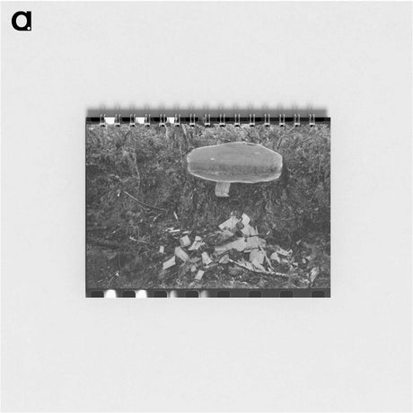 アートメモ帳-Sighting a Tree
 - ラッセル リー Memo.