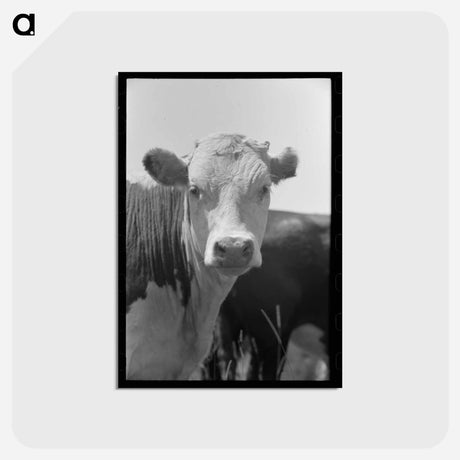 アートポストカード-Yearling, Cruzen Ranch, Valley County, Idaho
 - ラッセル リー Postcard.