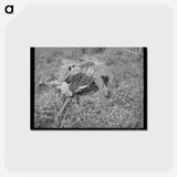 アートポストカード-White Clothes, Oklahoma
 - ラッセル リー Postcard.