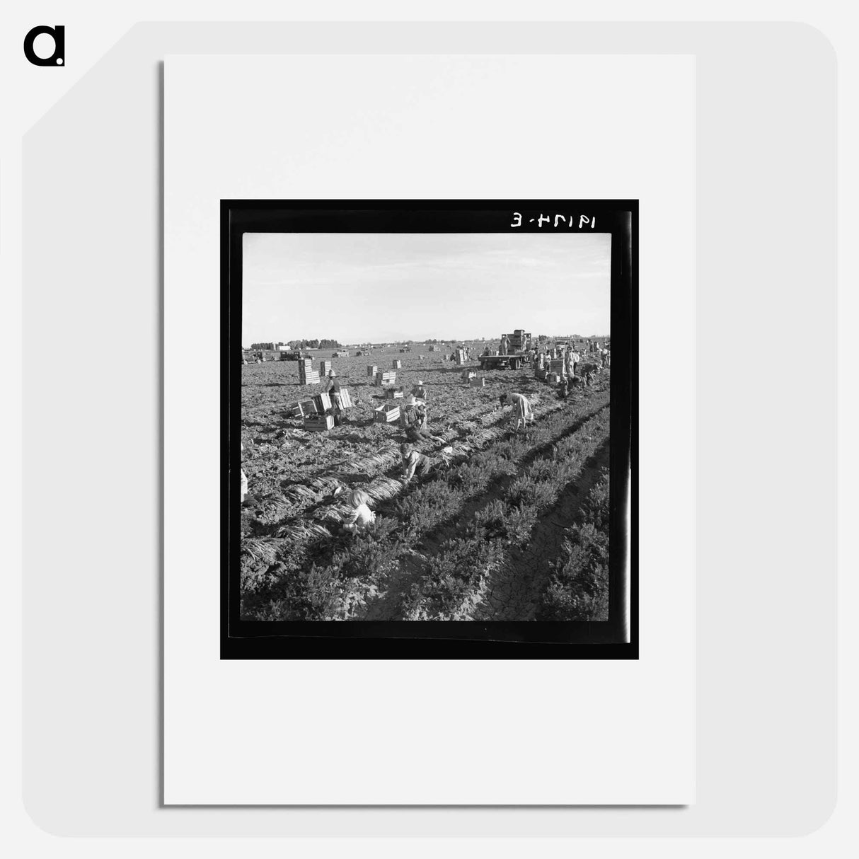 Untitled photo - Dorothea Lange Poster.