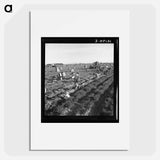 Untitled photo - Dorothea Lange Poster.