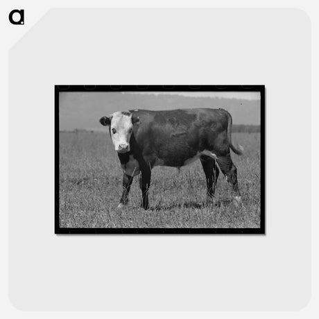 アートポストカード-Yearling, Cruzen Ranch, Valley County, Idaho
 - ラッセル リー Postcard.