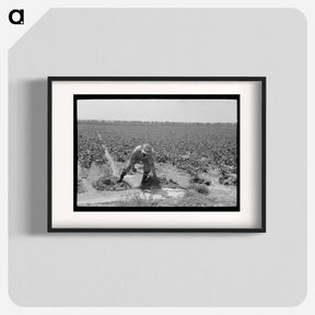 アートポスター-Irrigated Sugar Beets
 - ラッセル リー Poster.