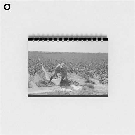アートメモ帳-Irrigated Sugar Beets
 - ラッセル リー Memo.