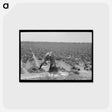 アートポストカード-Irrigated Sugar Beets
 - ラッセル リー Postcard.