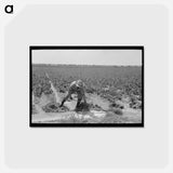 アートポストカード-Irrigated Sugar Beets
 - ラッセル リー Postcard.