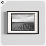 Untitled photo - Dorothea Lange Poster.