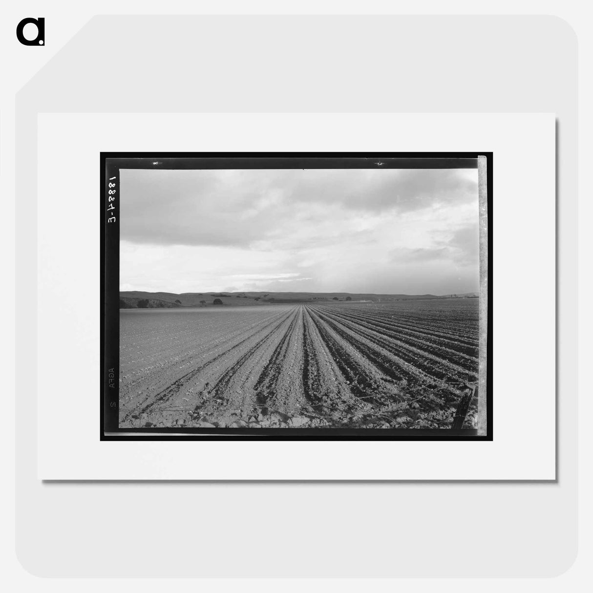 Untitled photo - Dorothea Lange Poster.