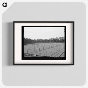アートポスター-Guayule Seedlings Nursery
 - ラッセル リー Poster.