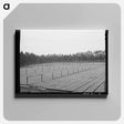 アートパネル-Guayule Seedlings Nursery
 - ラッセル リー Canvas.
