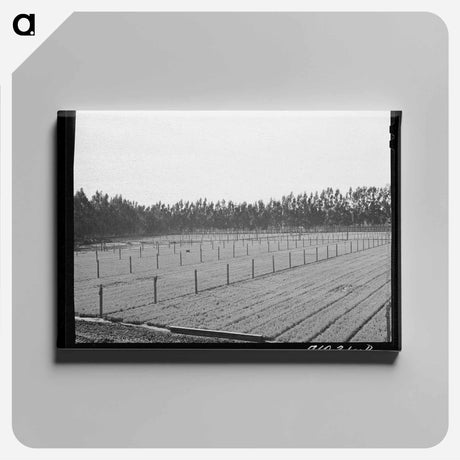 アートパネル-Guayule Seedlings Nursery
 - ラッセル リー Canvas.