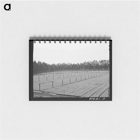 アートメモ帳-Guayule Seedlings Nursery
 - ラッセル リー Memo.
