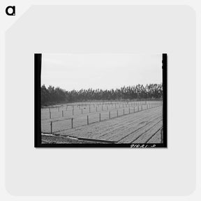 アートポストカード-Guayule Seedlings Nursery
 - ラッセル リー Postcard.