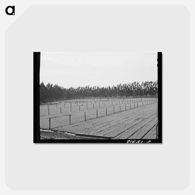 アートポストカード-Guayule Seedlings Nursery
 - ラッセル リー Postcard.