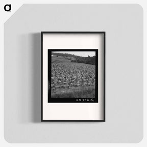 アートポスター-Bright cigarette tobacco growing in sharecropper's field - ドロテア ラング Poster.