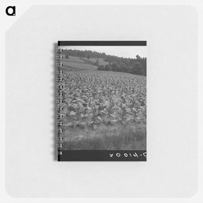 アートメモ帳-Bright cigarette tobacco growing in sharecropper's field - ドロテア ラング Memo.