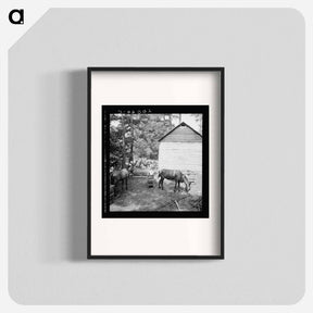 アートポスター-Untitled photo, possibly related to: Young son of tenant farmer gathering sticks for workers to string tobacco on. Granville County, North Carolina - ドロテア ラング Poster.