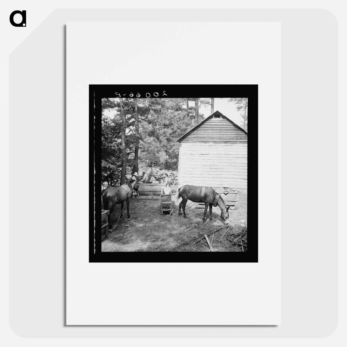 Untitled photo, possibly related to: Young son of tenant farmer gathering sticks for workers to string tobacco on. Granville County, North Carolina - Dorothea Lang Poster.