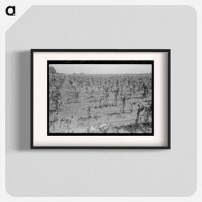 アートポスター-Corn Field After Hailstorm
 - ラッセル リー Poster.
