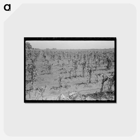 アートポストカード-Corn Field After Hailstorm
 - ラッセル リー Postcard.