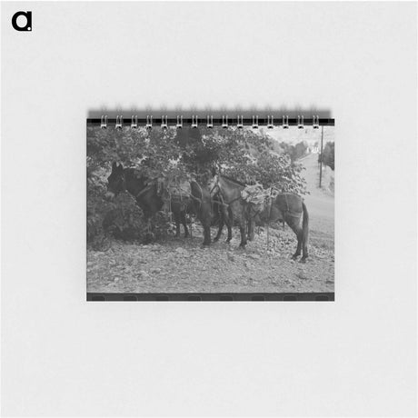 アートメモ帳-Mule Train, Ouray, Colorado
 - ラッセル リー Memo.