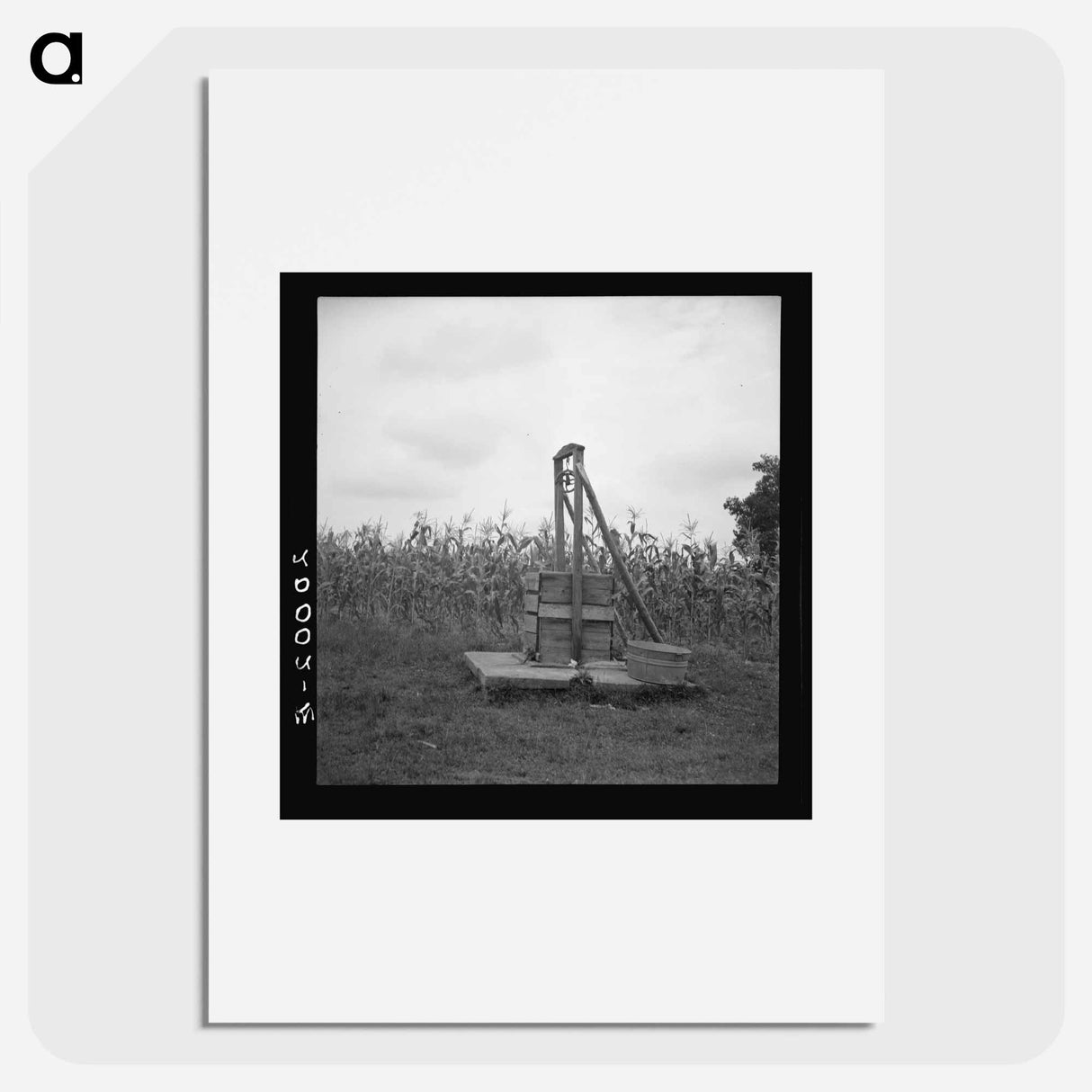 Sharecropper Tobacco Farm - Dorothea Lange Poster.