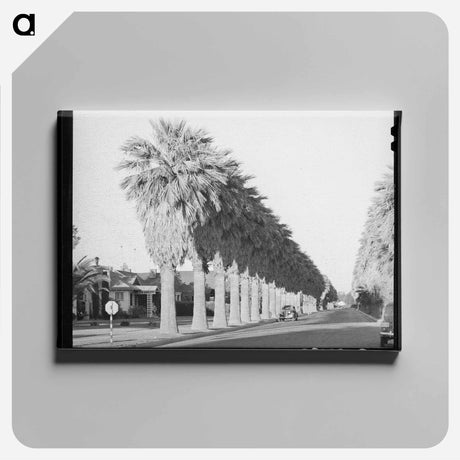 アートパネル-Avenue of Palms
 - ラッセル リー Canvas.