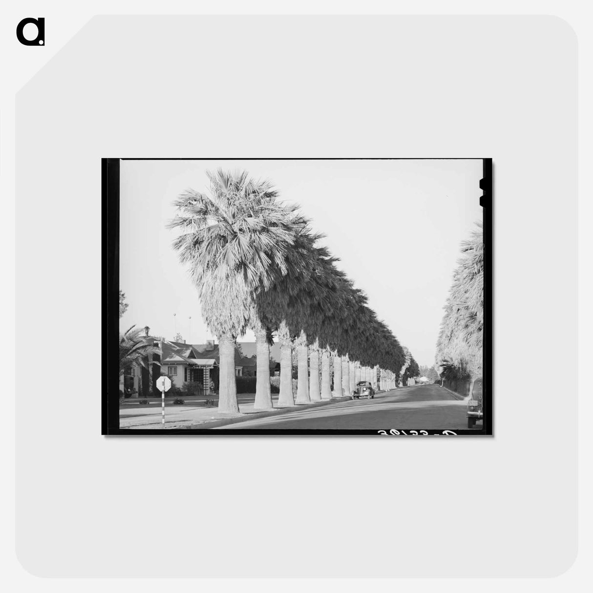 アートポストカード-Avenue of Palms
 - ラッセル リー Postcard.