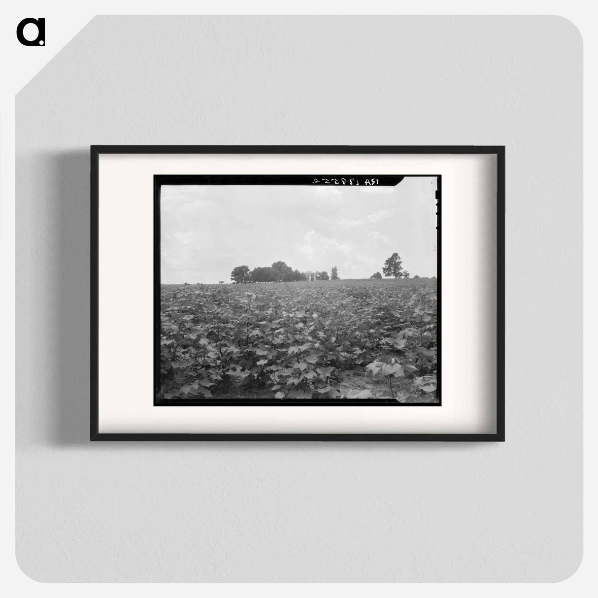 Cotton field and plantation house - Dorothea Lange Poster.