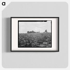アートポスター-Cotton field and plantation house - ドロテア ラング Poster.