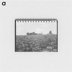 アートメモ帳-Cotton field and plantation house - ドロテア ラング Memo.