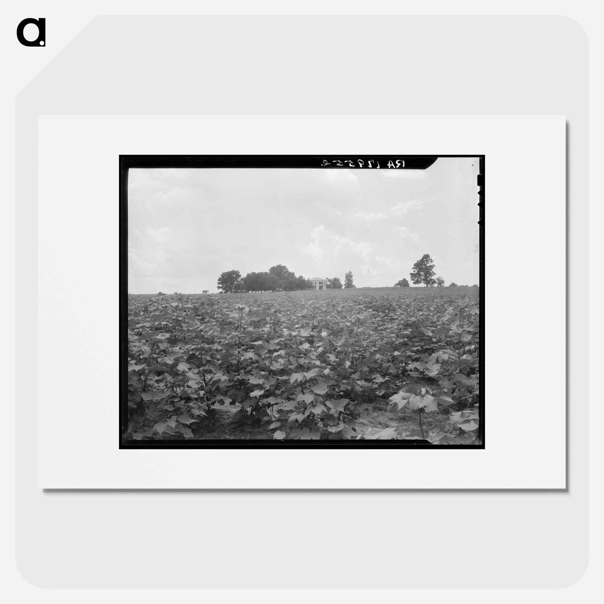 Cotton field and plantation house - Dorothea Lange Poster.