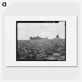 Cotton field and plantation house - Dorothea Lange Poster.