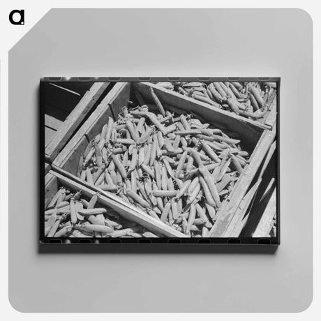 アートパネル-Green Peas in Crate
 - ラッセル リー Canvas.