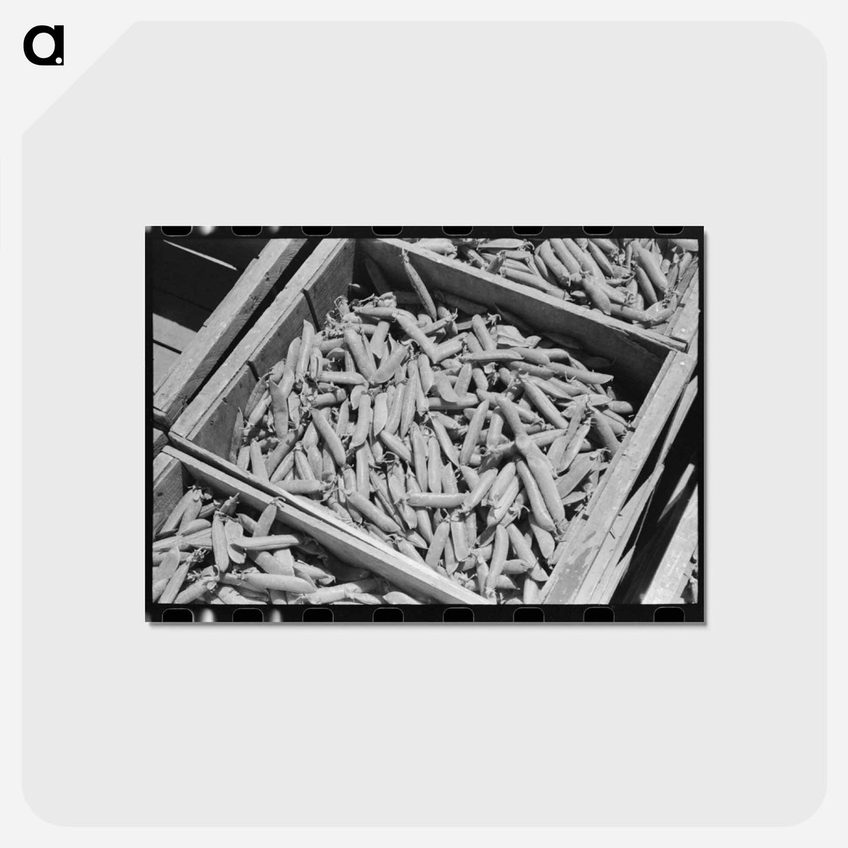 アートポストカード-Green Peas in Crate
 - ラッセル リー Postcard.