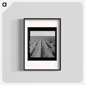 アートポスター-Basin listing on the great plains of the Texas Panhandle - ドロテア ラング Poster.