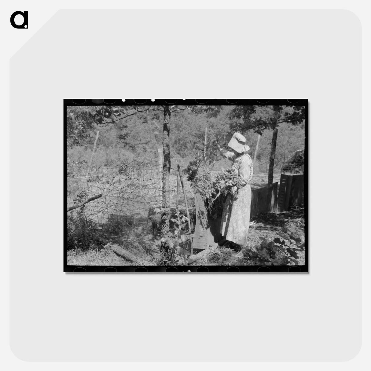 アートポストカード-Tenant Farmer Feeding Hogs
 - ラッセル リー Postcard.