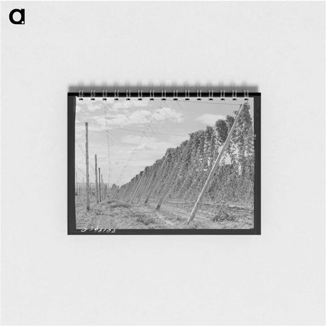 アートメモ帳-Hop Vines, Yakima County
 - ラッセル リー Memo.