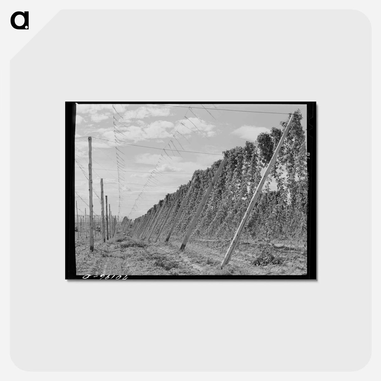 アートポストカード-Hop Vines, Yakima County
 - ラッセル リー Postcard.