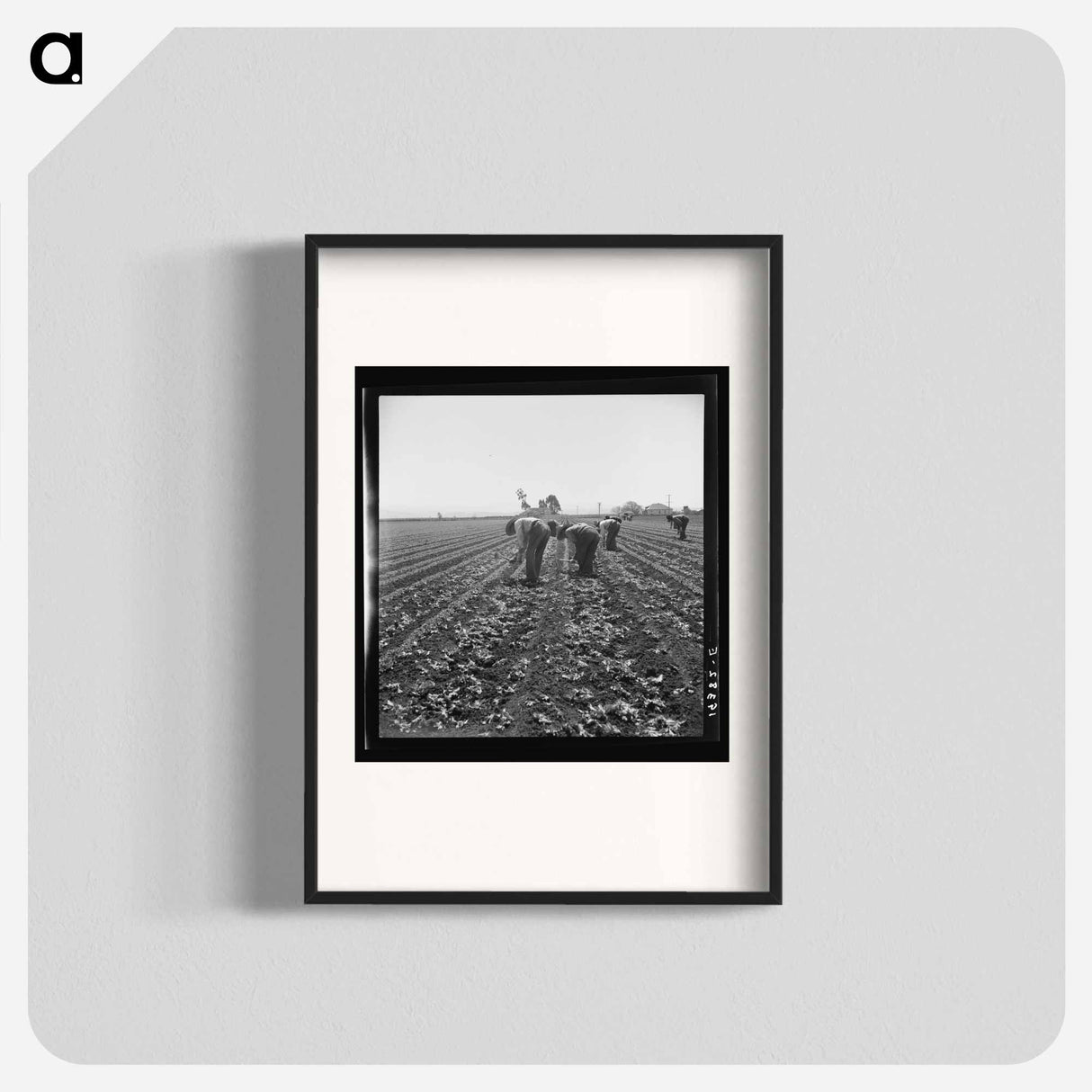 Untitled photo, possibly related to: Gang of Filipino boys thinning lettuce. Salinas Valley, California - Dorothea Lange Poster.