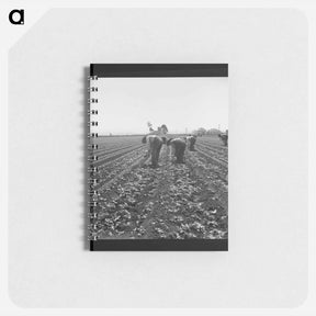 アートメモ帳-Untitled photo, possibly related to: Gang of Filipino boys thinning lettuce. Salinas Valley, California - ドロテア ラング Memo.