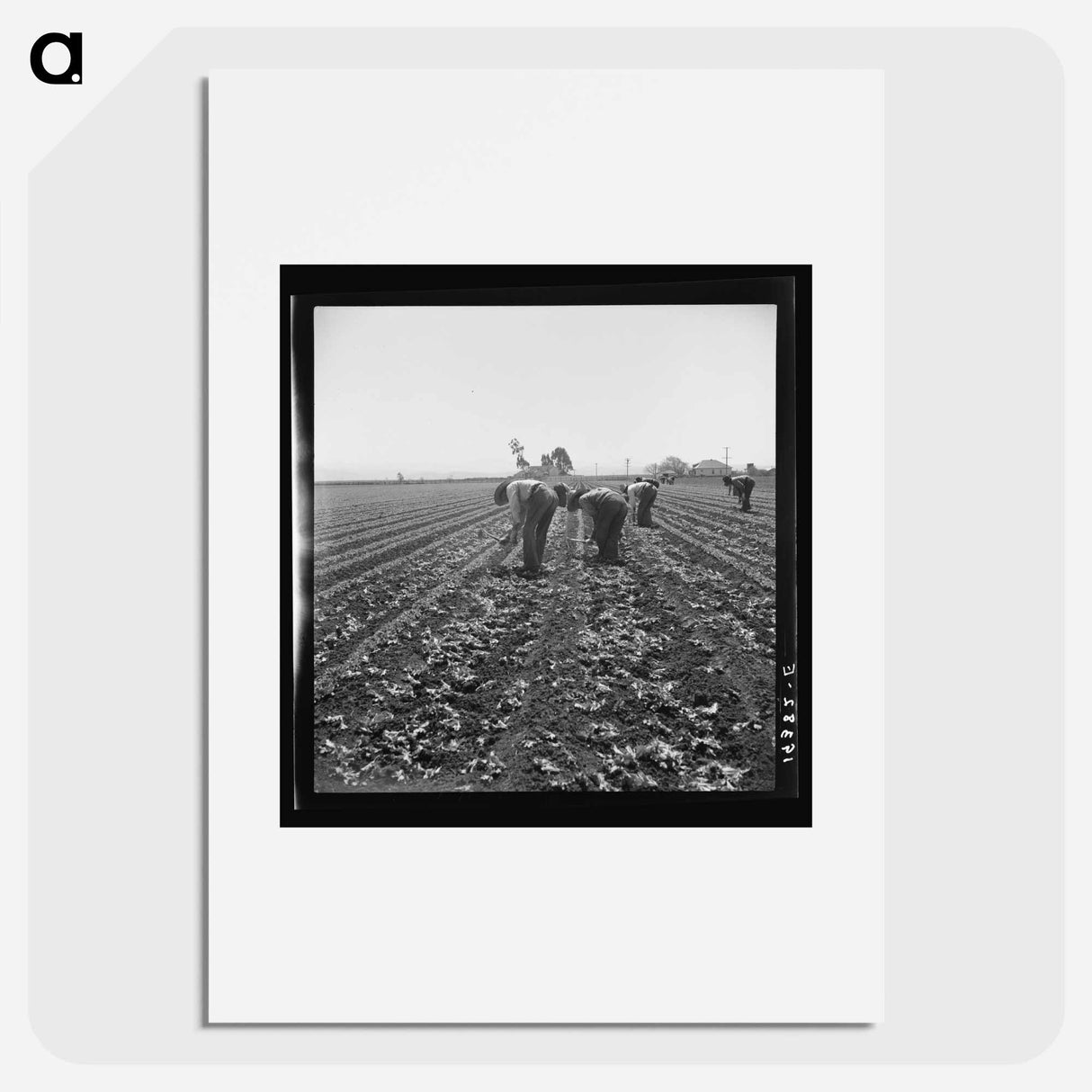 Untitled photo, possibly related to: Gang of Filipino boys thinning lettuce. Salinas Valley, California - Dorothea Lange Poster.