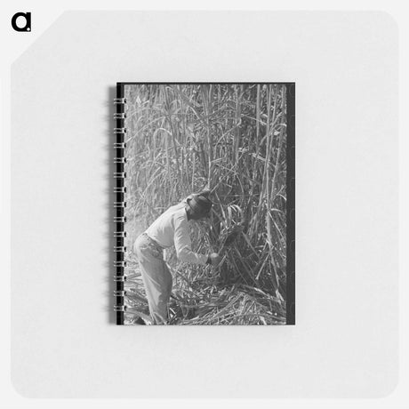アートメモ帳-Sugarcane Cutter and Waterboy
 - ラッセル リー Memo.