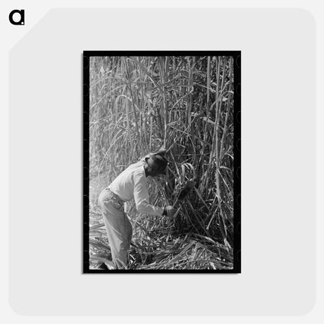 アートポストカード-Sugarcane Cutter and Waterboy
 - ラッセル リー Postcard.