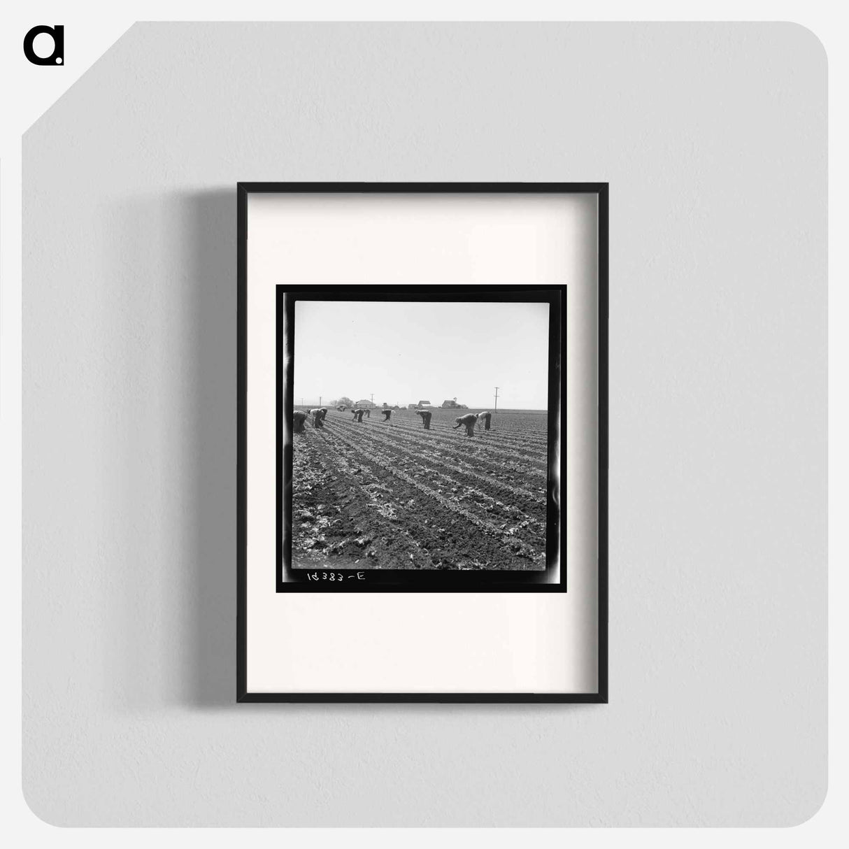 Untitled photo, possibly related to: Gang of Filipino boys thinning lettuce. Salinas Valley, California - Dorothea Lange Poster.